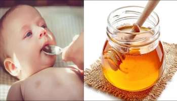 Honey for Childrens : ಹುಟ್ಟಿದ ಮಗುವಿಗೆ ಜೇನುತುಪ್ಪ ತಿನ್ನಿಸುವುದು ಯಾವಾಗ? ಇದರ ಪ್ರಯೋಜನಗಳೇನು?