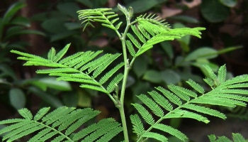 Shami Plant Worshiping: ಕೇವಲ Tulsi ಅಷ್ಟೇ ಅಲ್ಲ ಈ ಗಿಡವನ್ನು ಕೂಡ ಶುಭ ಎಂದು ಕರೆಯಲಾಗುತ್ತದೆ, ಮನೆಯಲ್ಲಿದ್ದರೆ ಧನವೃಷ್ಟಿ