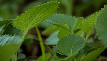 Ajwain Leaves:ಆರೋಗ್ಯಕ್ಕೆ ವರದಾನ ಅಜ್ವಾಯಿನ್ ಎಲೆ, ಇಲ್ಲಿವೆ ಅದರ 5 ಅದ್ಭುತ ಲಾಭಗಳು