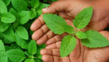 Basil Leaves Benefits : ಚಳಿಗಾಲದ ಈ ಸಮಯದಲ್ಲಿ 6 ತುಳುಸಿ ಎಲೆ ಸೇವಿಸಿ : ಇದರಿಂದ ಆರೋಗ್ಯಕ್ಕಿದೆ ಅದ್ಭುತ ಪ್ರಯೋಜನಗಳು 