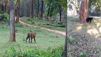 Nagarahole Forest: ನಾಗರಹೊಳೆ ಅರಣ್ಯದಲ್ಲಿ ಪ್ರವಾಸಿಗರಿಗೆ ಹುಲಿ, ಕರಡಿ ದರ್ಶನ..!