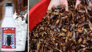 Viral News: ಇಲ್ಲಿ ಜಿರಳೆಗಳಿಂದ ಬಿಯರ್ ತಯಾರಿಸಲಾಗುತ್ತದೆ, ರುಚಿ ಹೇಗಿರುತ್ತೆ ಗೊತ್ತಾ..?  