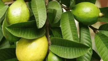 Guava Leaves: ಬೆಳಿಗ್ಗೆ ಖಾಲಿ ಹೊಟ್ಟೆಯಲ್ಲಿ ಸೀಬೆ ಎಲೆ ಸೇವಿಸಿ, ಈ ಅದ್ಭುತ ಪ್ರಯೋಜನ ಪಡೆಯಿರಿ