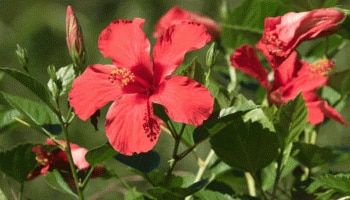 Hibiscus Flower: ಈ ಸಮಸ್ಯೆಗಳಿಗೆ ರಾಮಬಾಣದಂತೆ ಕೆಲಸ ಮಾಡುತ್ತೆ ದಾಸವಾಳ