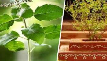 Tulsi Plants: ಈ ದಿನ ಅಪ್ಪಿ-ತಪ್ಪಿ ಕೂಡ ತುಳಸಿ ಎಲೆಯನ್ನು ಕೀಳಬೇಡಿ, ಇಲ್ಲವೇ ಜೀವನದಲ್ಲಿ ದೊಡ್ಡ ಅನಾಹುತ ಸಂಭವಿಸಬಹುದು, ಎಚ್ಚರ!