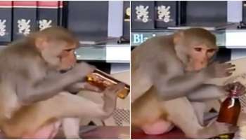  Viral Video: ವೈನ್ ಶಾಪ್‌ ಒಳಗೆ ನುಗ್ಗಿ, ಬಾಟಲಿ ತೆರೆದು ಮದ್ಯ ಸೇವಿಸಿದ ಕೋತಿ 