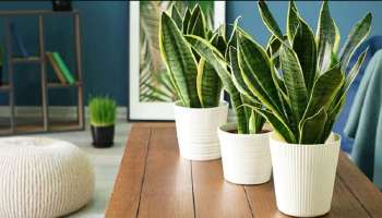 Snake Plant Benefits : ಮನೆಯಲ್ಲಿ ನೆಡಬೇಕು &#039;ಸ್ನೇಕ್ ಪ್ಲಾಂಟ್&#039; : ಇದರಿಂದ ಇದೆ ಅದ್ಭುತ ಪ್ರಯೋಜನಗಳು