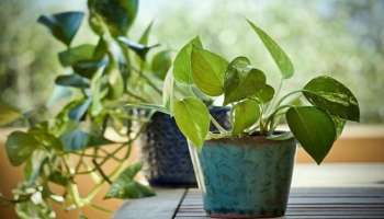 Money Plant Tips : ಮನೆಯಲ್ಲಿ ಮರೆತು ಕೂಡ ಈ ದಿಕ್ಕಿನಲ್ಲಿ ಮನಿ ಪ್ಲಾಂಟ್ ನೆಡಬೇಡಿ! ಇಲ್ಲದಿದ್ದರೆ ತಪ್ಪಿದಲ್ಲ ಸಮಸ್ಯೆ