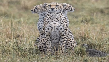 Three Headed Cheetah!: ಮೂರು ತಲೆಗಳುಳ್ಳ ಚಿರತೆಯನ್ನು ಎಲ್ಲಾದರು ನೋಡಿದ್ದೀರಾ? ನೋಡಿದ್ರೆ, ನೀವೂ ಛಾಯಾಗ್ರಾಹಕನ ಫ್ಯಾನ್ ಆಗುವಿರಿ