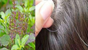 White Hair Solution : ನೈಸರ್ಗಿಕವಾಗಿ ಬಿಳಿ ಕೂದಲನ್ನು ಕಪ್ಪಾಗಿಸಲು ಬಳಸಿ ತುಳಸಿ ಮತ್ತು ನೆಲ್ಲಿಕಾಯಿ!