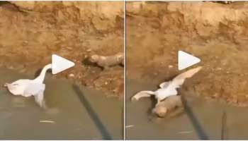 Duck-Dog Fight Viral Video: ಬಾತುಕೋಳಿ ಜೊತೆ ಕಾಲುಕೆರೆದು ಜಗಳಕ್ಕಿಳಿದ ನಾಯಿ, ಮುಂದೇನಾಯ್ತು ನೀವೇ ನೋಡಿ...