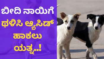 Bangalore Crime : ರಾಜಧಾನಿಯಲ್ಲಿ ಅಮಾನವೀಯ ಕೃತ್ಯ : ಬೀದಿ ನಾಯಿಗೆ ಥಳಿಸಿ ಆಸಿಡ್ ಹಾಕಲು ಯತ್ನ!