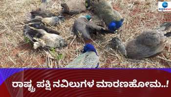 Peacocks Found Dead ವಿಷ ಉಣಿಸಿ ರಾಷ್ಟ್ರ ಪಕ್ಷಿ ನವಿಲುಗಳ ಮಾರಣಹೋಮ..!? 