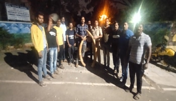 ಆನೆ ದಂತ ಮಾರಾಟಕ್ಕೆ ಯತ್ನ: ಮೂವರು ಆರೋಪಿಗಳ ಬಂಧನ