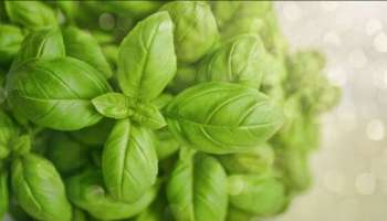 Basil Benefits : ತೂಕ ಇಳಿಕೆಗೆ ಮತ್ತು ಉತ್ತಮ ಆರೋಗ್ಯಕ್ಕಾಗಿ ಸೇವಿಸಿ ತುಳಸಿ ಎಲೆ! 