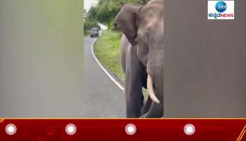 Elephant attack on jeep... see what happen next...