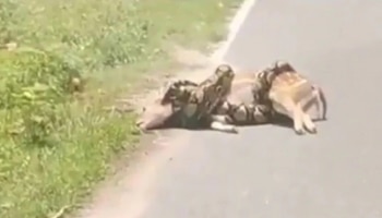 Python Swallow Deer Video: ಜಿಂಕೆಯನ್ನೇ ನುಂಗಿ ಹಾಕಲು ಮುಂದಾದ ಹೆಬ್ಬಾವು… Video ನೋಡಿ