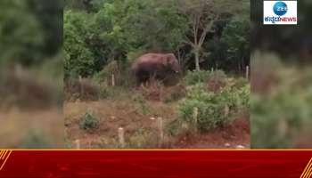 dasara elephants to control wild elephants