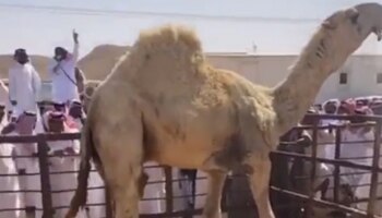 Costliest Camel Video: ಇದುವೇ ವಿಶ್ವದ ಅತ್ಯಂತ ದುಬಾರಿ ಒಂಟೆ, ಎಷ್ಟು ಕೋಟಿಗೆ ಮಾರಾಟವಾಗಿದೆ ಗೊತ್ತಾ?