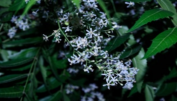 Neem Flower Tea: ತೂಕ ಇಳಿಕೆಗೆ ಬೇವಿನ ಹೂವಿನ ಟೀ ತುಂಬಾ ಸಹಕಾರಿ, ಈ ರೀತಿ ಬಳಸಿ