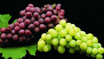 Grapes Benefits: ಬೇಸಿಗೆಯಲ್ಲಿ ತಿನ್ನಲೇಬೇಕು ದ್ರಾಕ್ಷಿ ಹಣ್ಣು, ಮಧುಮೇಹ ಸೇರಿದಂತೆ ಈ 5 ಸಮಸ್ಯೆಗಳಿಂದ ಸಿಗುತ್ತೆ ಪರಿಹಾರ 