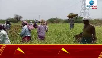 Farmers in trouble for not getting supporting price for millet crop