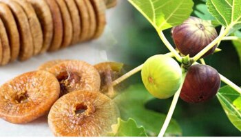 Figs For Bones: ಮೂಳೆಗಳ ಬಲವರ್ಧನೆಗೆ ಈ ಹಣ್ಣನ್ನು ಟ್ರೈ ಮಾಡಿ, ಸೇವಿಸುವ ಸರಿಯಾದ ವಿಧಾನ ಇಲ್ಲಿದೆ
