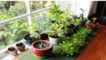 Vastu Tips For Plants : ಈ ಮುಳ್ಳಿನ ಗಿಡಗಳು ಮನೆಯ ಸಂತೋಷಕ್ಕೆ ಅಡ್ಡಿ : ಇವುಗಳಿಂದ ಶುಭ ಕಾರ್ಯಗಳು ನಿಲ್ಲುತ್ತದೆ