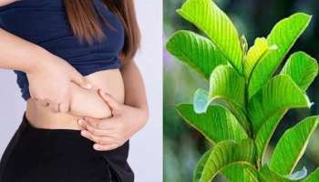 Weight Loss Food: ಈ ಹಣ್ಣಿನ ಎಲೆಗಳನ್ನು ತಿನ್ನುವುದರಿಂದ ಕಡಿಮೆಯಾಗುತ್ತಂತೆ ತೂಕ 