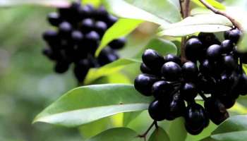 Jamun Side Effects: ಈ ಸಮಸ್ಯೆಗಳಿದ್ದವರು  ತಿನ್ನಲೇ ಬಾರದು ನೇರಳೆ ಹಣ್ಣು , ಬೀರುತ್ತದೆ ಭಾರೀ ಅಡ್ಡ ಪರಿಣಾಮ 