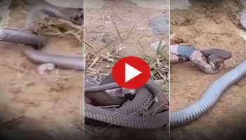 Snake Viral Video: ಎರಡು ಕಿಂಗ್ ಕೋಬ್ರಾಗಳ ನಡುವೆ ಭೀಕರ ಕಾಳಗ, ಹೇಗಿದೆ ನೋಡಿ...