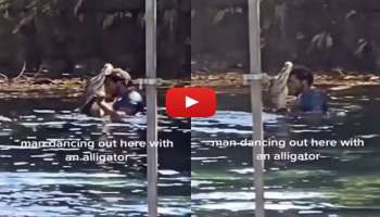 Crocodile Video- ನೀರಿನಲ್ಲಿ ಮೊಸಳೆಯೊಂದಿಗೆ ವ್ಯಕ್ತಿ ನೃತ್ಯ!