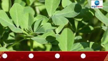 health benefits of fenugreek