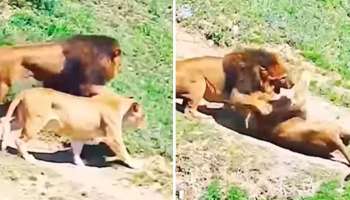 Lions Fight Video: ಸಿಂಹಿಣಿಗಾಗಿ ಎರಡು ಸಿಂಹಗಳ ಕಾದಾಟ..!  ಕೊನೆಗೂ ಗೆದ್ದವರ್ಯಾರು ? 
