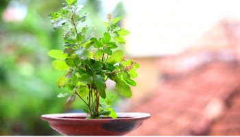 Vastu Tips For Tulsi : ತುಳಸಿ ಗಿಡದ ಜೊತೆಗೆ ಈ ಸಸ್ಯ ನೆಡಿ, ಇದು ಅಪಾರ ಸಂಪತ್ತು- ಯಶಸ್ಸು ನೀಡುತ್ತದೆ!