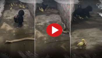 Viral Video: ನಾಗರಹಾವಿನೊಂದಿಗೆ ಕೋಳಿ ಕಾಳಗ ವಿಡಿಯೋ ವೈರಲ್ 