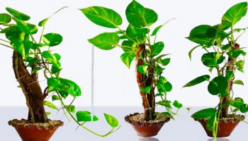 Money Plant Vastu Tips: ಮನಿ ಪ್ಲಾಂಟ್ ನೆಡುವುದರಿಂದ ಮನೆಯಲ್ಲಿ ಸುಖ-ಸಮೃದ್ಧಿಯ ಮಳೆ  