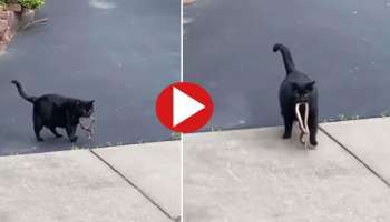 Cat Snake Fight: ಹಾವು-ಬೆಕ್ಕಿನ ಕಾದಾಟ- ಶಾಕಿಂಗ್ ವಿಡಿಯೋ ವೈರಲ್ 