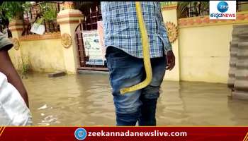 snake found in rain water