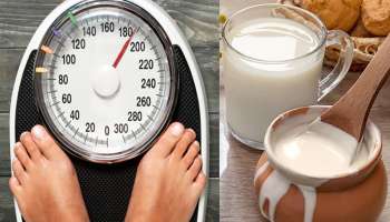 Weight Loss Foods: ತೂಕ ನಷ್ಟಕ್ಕೆ ಹಾಲು-ಮೊಸರಿನಲ್ಲಿ ಯಾವುದು ಉತ್ತಮ 