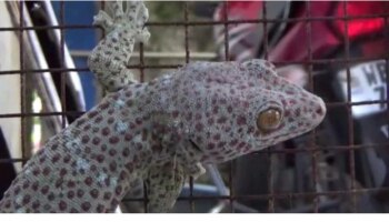 Rare Lizard: ಈ ಹಲ್ಲಿಯ ಬೆಲೆ ಕೇಳಿ ನೀವೂ ದಂಗಾಗುವಿರಿ, ಒಂದು ಹಲ್ಲಿಯ ಬೆಲೆಯಲ್ಲಿ  ಬಿಎಂಡಬ್ಲ್ಯೂ ಕಾರ್ ಖರೀದಿಸಬಹುದಂತೆ