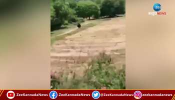 Bear seen in farms of Koppala 