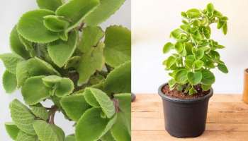 Ajwain Plants: ದೊಡ್ಡಪತ್ರೆ ಎಲೆಗಳಲ್ಲಿರುವ ಪ್ರಯೋಜನಗಳನ್ನು ತಿಳಿದರೆ ಅದನ್ನು ತಪ್ಪದೇ ಸೇವಿಸುತ್ತೀರಿ