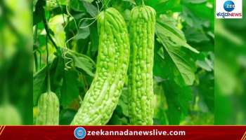 Bitter gourd health benefits 