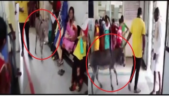 Viral Video: ಸರ್ಕಾರಿ ಆಸ್ಪತ್ರೆಯಲ್ಲಿ ಕತ್ತೆ ಪ್ರತ್ಯಕ್ಷ, ಬಿದ್ದು ಬಿದ್ದು ನಕ್ಕ ರೋಗಿಗಳು..!