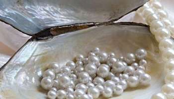 Pearl Benefits: ಈ ರಾಶಿಯವರು ಮುತ್ತು ಧರಿಸುವುದರಿಂದ ಲಕ್ಷ್ಮಿ ಕೃಪೆಗೆ ಪಾತ್ರರಾಗುತ್ತಾರೆ