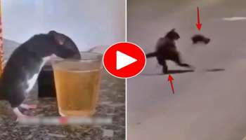 Rat Viral Video: ಎಣ್ಣೆ ಹೊಡೆದ ಇಲಿ.. ಬೆಕ್ಕಿನ ಸ್ಥಿತಿ ಅಧೋಗತಿ 