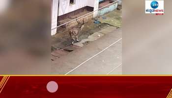 deer came to the bhutaramanahatti village in belagavi district