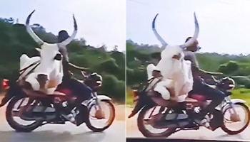 Viral Video: ಬೈಕ್ ಮೇಲೆ ಕುಳಿತು ಸುತ್ತಾಡಲು ಹೊರಟ ಎತ್ತು! ವಿಡಿಯೋ ನೋಡಿ ನೀವು ನಿಬ್ಬೇರಗಾಗುವಿರಿ