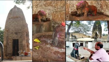 Dog Temple : ನಾಯಿಯನ್ನು ದೇವರೆಂದು ಪೂಜಿಸಲಾಗುತ್ತದೆ ಈ ದೇವಾಲಯದಲ್ಲಿ!